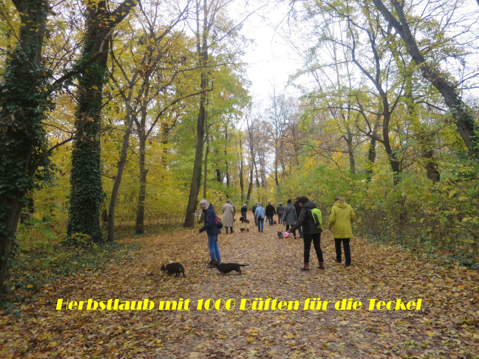 Dackeltreff im Treptower Park - 6. November 2021