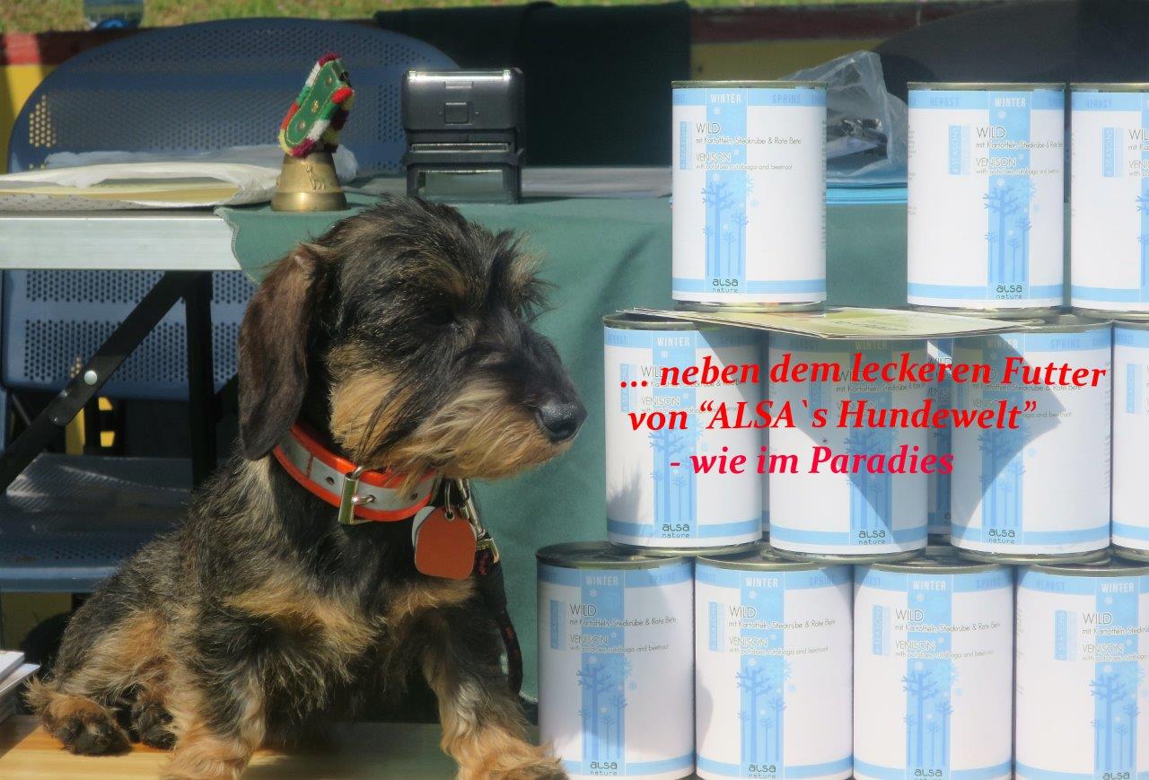 Zuchtschau am Tag des Hundes der Teckelgruppe Raben und der DTK-Gruppe Märkische Heide - 2. Juni 2019