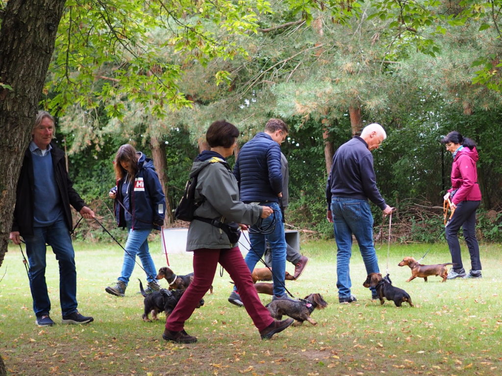 Welpenspielstunde - Teckelgruppe Raben - September 2021