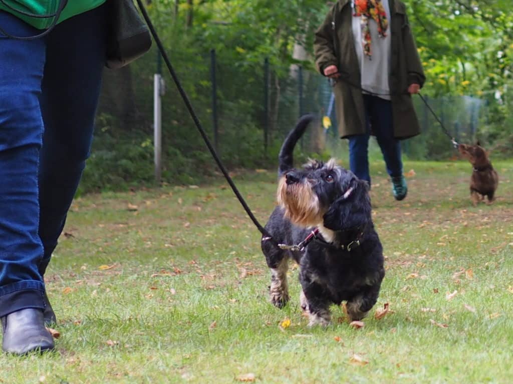 Welpen- und Junghundestunde - Teckelgruppe Raben