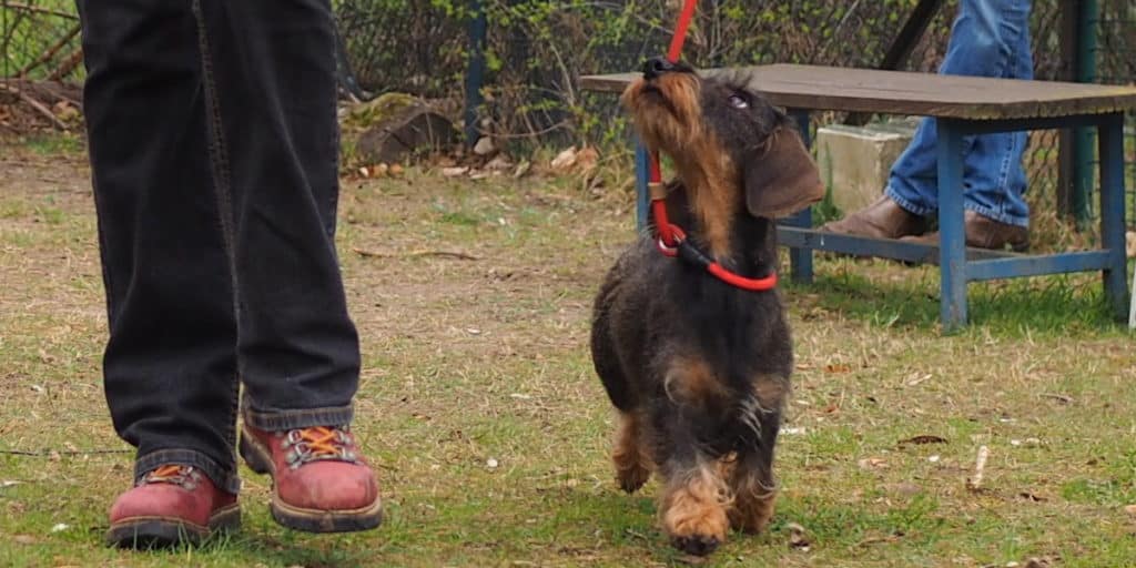 Welpen- und Junghundestunde - Teckelgruppe Raben