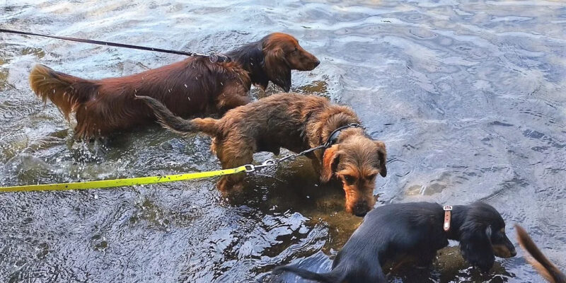 Badespaß im Hundeauslaufgebiet Düppel
