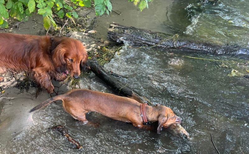 „Pack die Dackelkumpels ein und den Rest der Teckelei ...