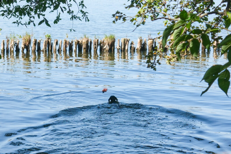 BEGLEITHUNDEPRÜFUNG am 01. September