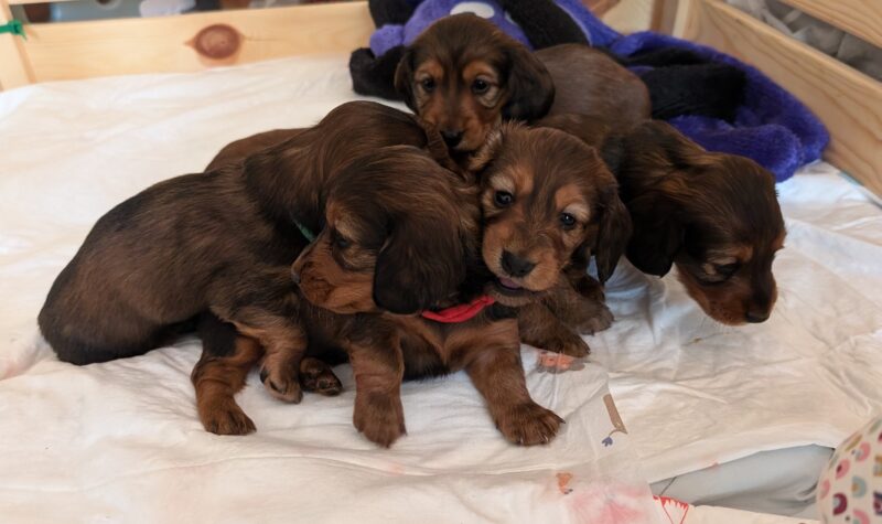 Zwergteckelwelpen
