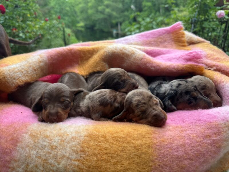 Rabener Teckel-Times Sommerausgabe 2025 Rabener Teckel-Times Sommerausgabe 2025