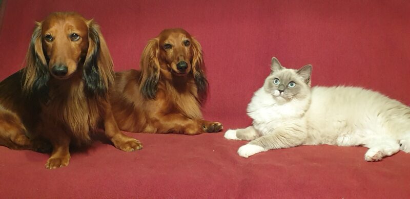 Dackel sucht ein Zuhause - Dackel hat ein neues Zuhause gefunden