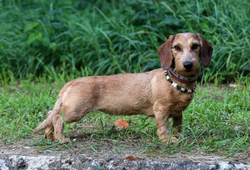 Daphne von der Ziegelquelle FCI