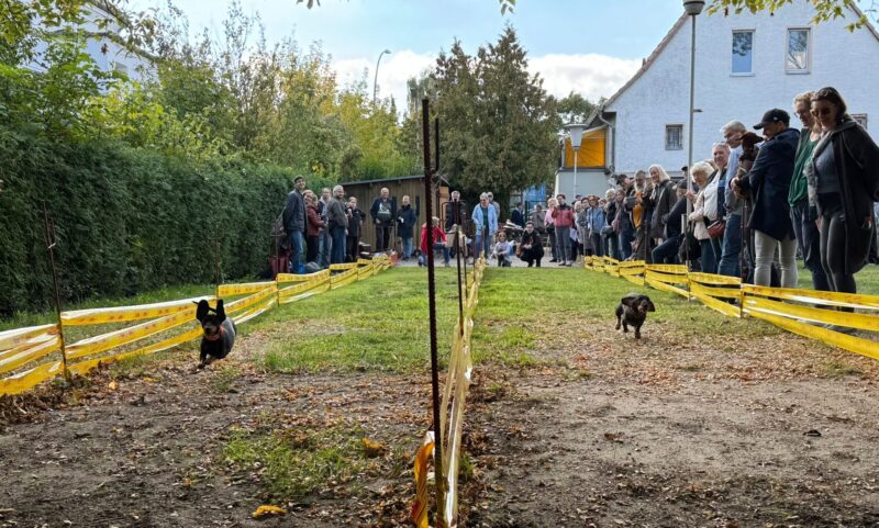 DACKELRENNEN AM EINHEITSTAG – 03. Okt. 2025